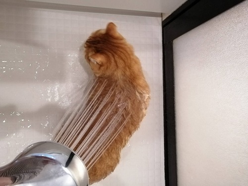 茶トラ猫にシャワーをかける