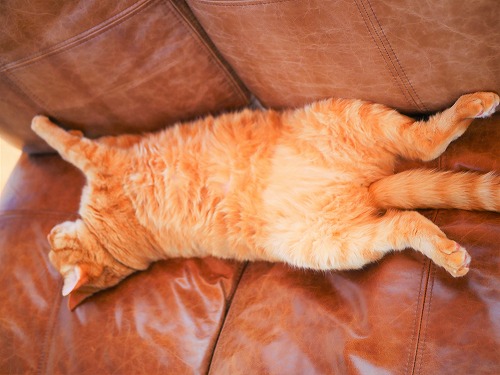 ソファーで寝ころぶ茶トラ猫