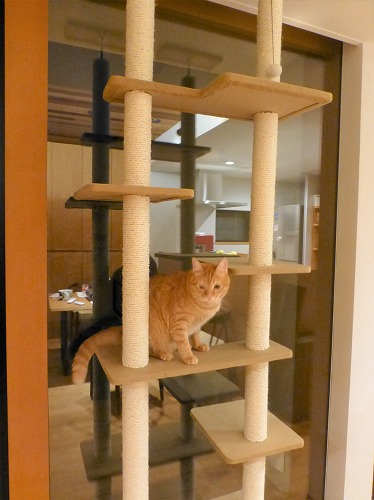 キャットタワーに登る茶トラ猫